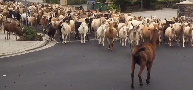 Kétszáz kecske átvette egy város irányítását, minden megbénult – videó