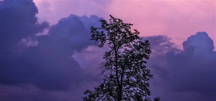 Földöntúli gyönyörűség: a 144 éves fa rózsaszínné változtatja az égboltot – videó