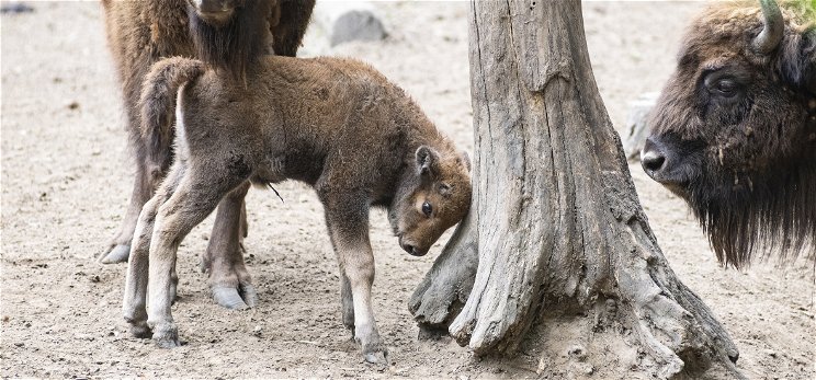 Bölényborjú született a Nyíregyházi Állatparkban