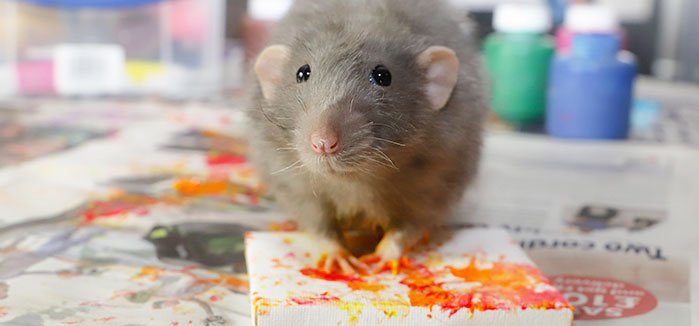 Patkányok festenek képeket, az emberek pedig vásárolják azokat, mint a cukrot