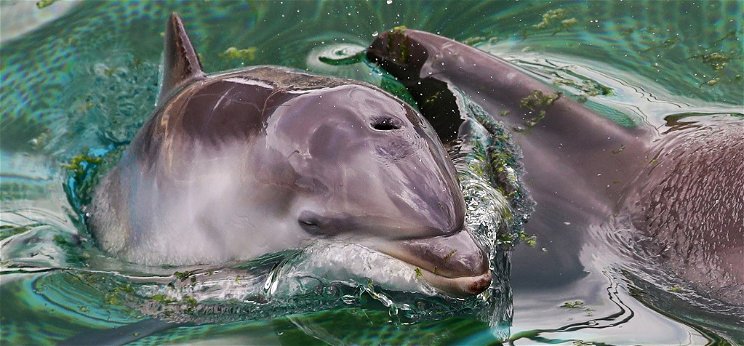 „Ajándékkal" jelzik a delfinek, hogy hiányolják az embereket
