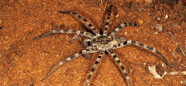 Meghökkentő, de a pókok elméletileg fel tudnák falni az egész emberiséget – itt a bizonyíték