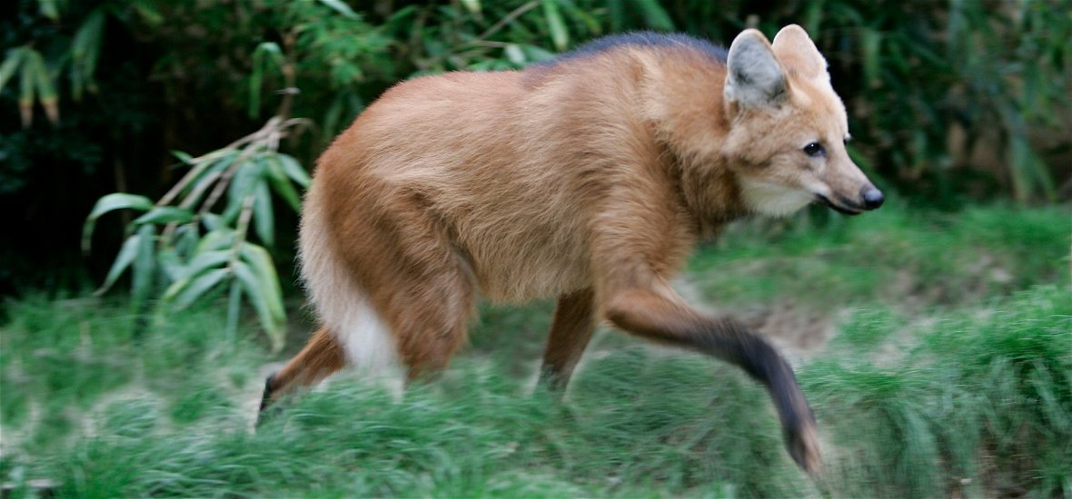 Óriáslábú rókák járják az erdőket? Egy új, hibrid faj? Szó sincs róla