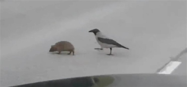 Bűbájos videó: varjú segíti át az úttesten a sünit