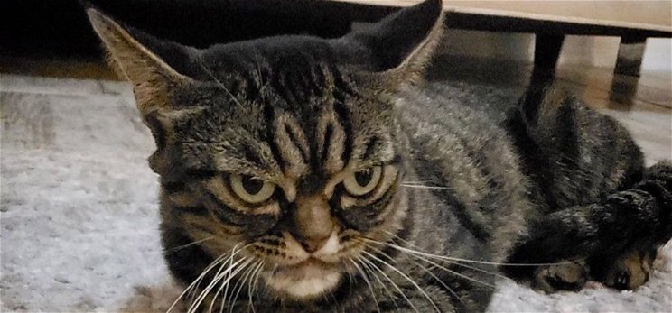 Az új Grumpy Cat jóval dühösebb, mint elődje