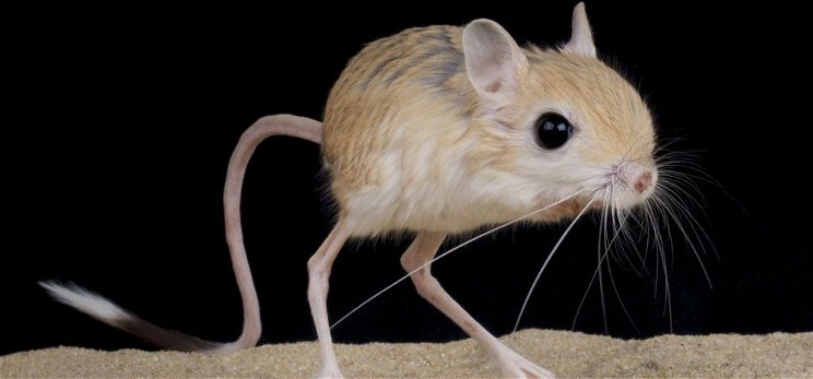 Óriáslábú egerek jelentek meg? Ráadásul simán a nyakunkba ugranak? Szó sincs róla