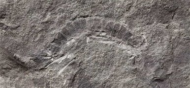 Máshogy fejlődhetett az élet a Földön, mint azt gondoltuk? 425 millió éves maradványra bukkantak