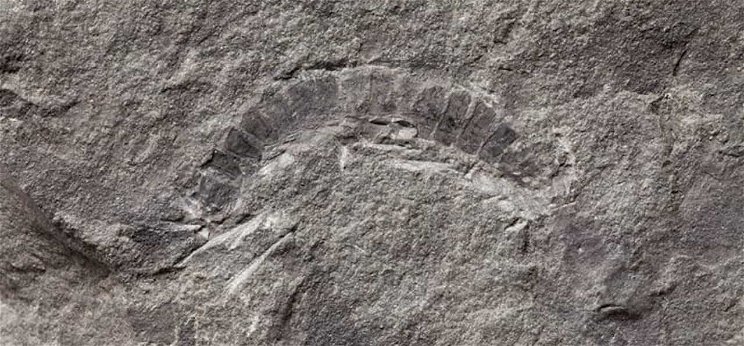Máshogy fejlődhetett az élet a Földön, mint azt gondoltuk? 425 millió éves maradványra bukkantak