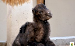 Tippelj, hogy mi lett végül a budapesti állatkert „gyereknapi” tevecsikójának neve