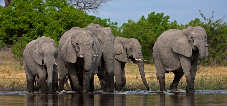 Rejtélyes okok miatt tömegesen pusztulnak az afrikai elefántok