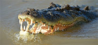 A krokodilok ősei két lábon járó gyilkos terminátorok voltak – videó