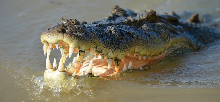 A krokodilok ősei két lábon járó gyilkos terminátorok voltak – videó