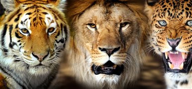 Így néz ki egy oroszlán és egy tigris nászából született utód