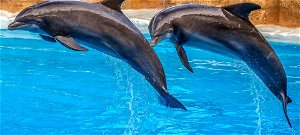 A delfinek tudnak beszélni, még emberi nyelven is – videó