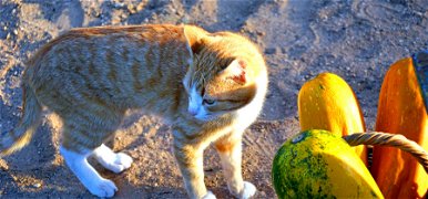 Morgós macskával őriztetik a dinnyéket, a cica azonnal támad, ha nem fizettél a gyümölcsért – videó