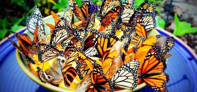 Pár perc és kész: készíts pillangóitatót, és gyönyörködj a kertedbe özönlő lepkékben