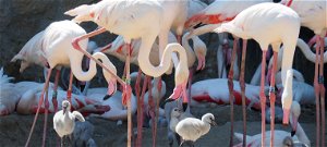 Három hét alatt 19 flamingófióka született a Budapest Állatkertben