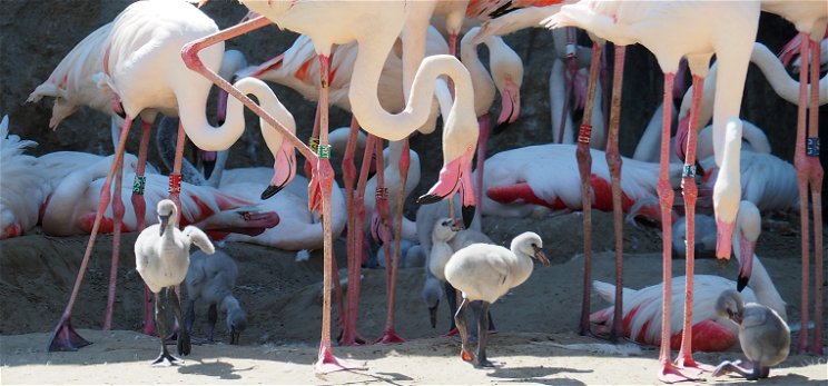 Három hét alatt 19 flamingófióka született a Budapest Állatkertben