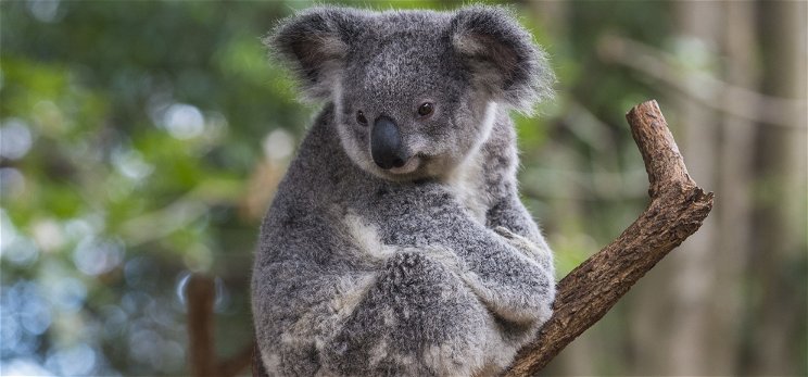 Veszélybe kerültek a koalák, 2050-re kihalhatnak