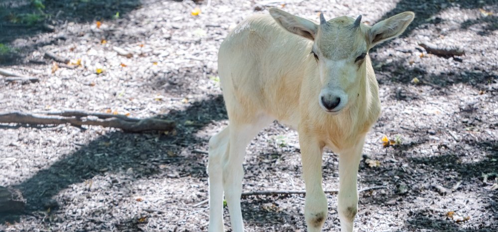 Vörös listán lévő állatfaj új egyede született a Szegedi Vadasparkban