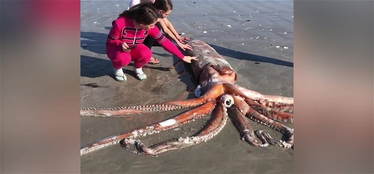 Óriási csápos szörnyet mosott partra a tenger, azonnal megölt egy romantikus sétát – videó