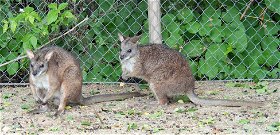 Kihaltnak hitt kengurufaj a Budapesti Állatkert újdonsága