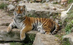 A látogatók szeme láttára ölte meg gondozóját a szibériai tigris