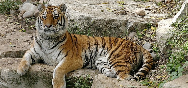 A látogatók szeme láttára ölte meg gondozóját a szibériai tigris