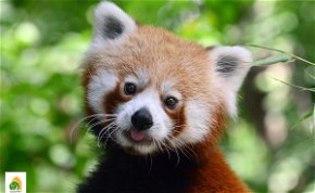 Bemutatjuk Bendegúzt, a fővárosi állatkert új kis pandáját!