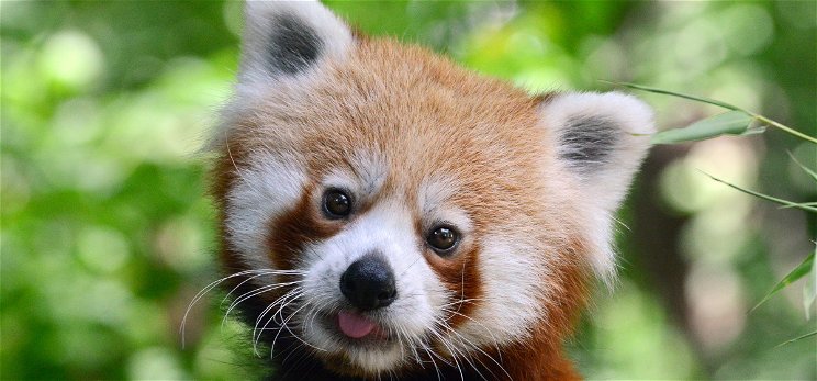 Bemutatjuk Bendegúzt, a fővárosi állatkert új kis pandáját!
