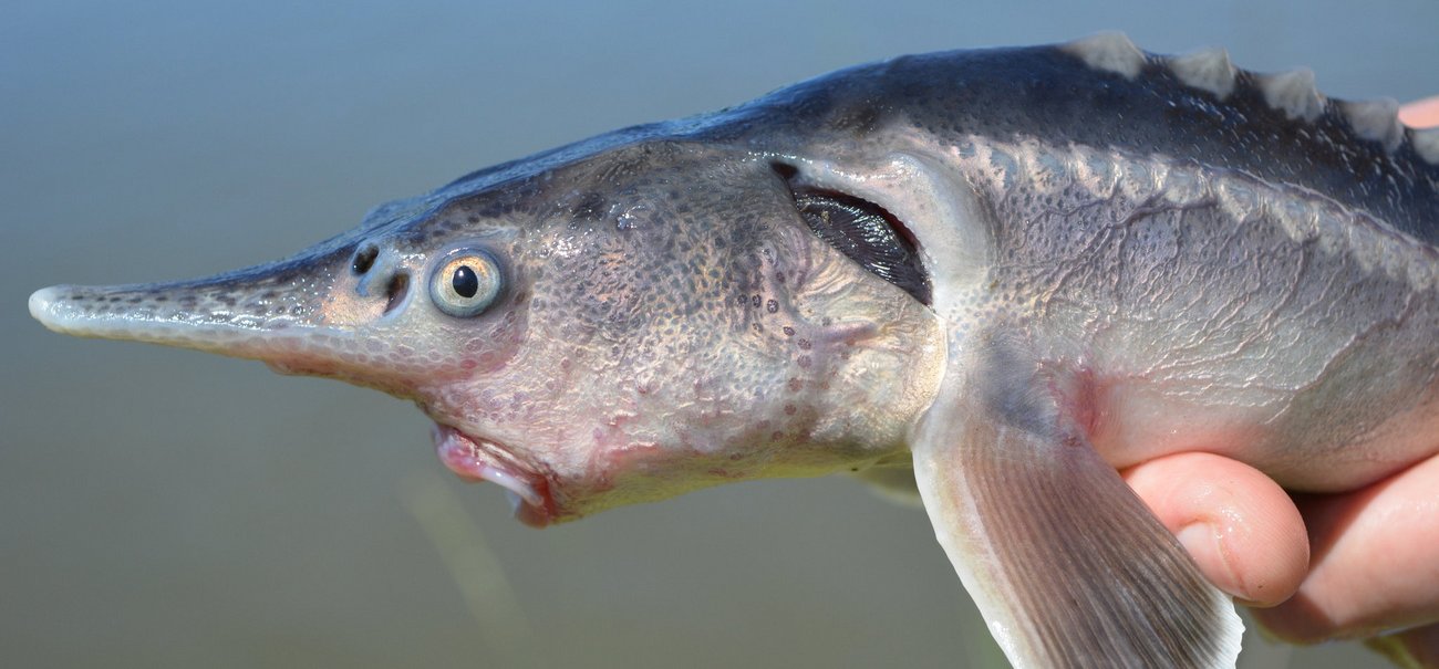 Magyar kutatók életképes halhibridet hoztak létre