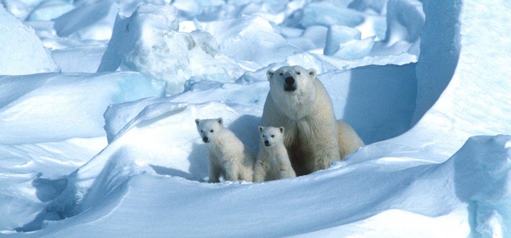 Unokáink már nem fogják tudni, hogy milyen állat volt a jegesmedve
