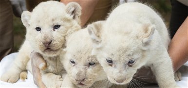 Fehér oroszlánykölykök születtek Nyíregyházán – fotók