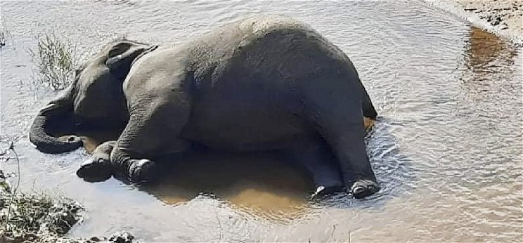 Kiderült, hogy miért pusztulhattak el tömegesen az afrikai elefántok