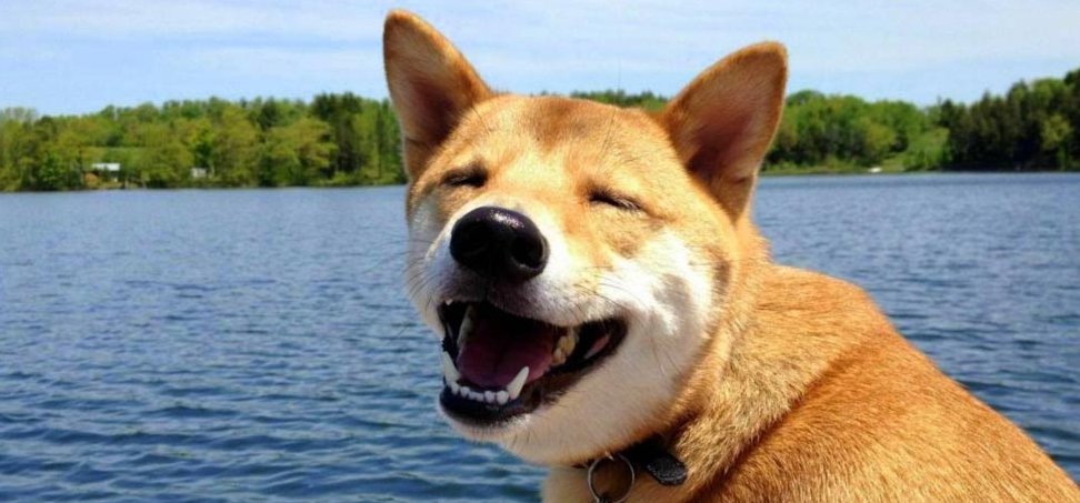 A kutyák tényleg tudnak mosolyogni?
