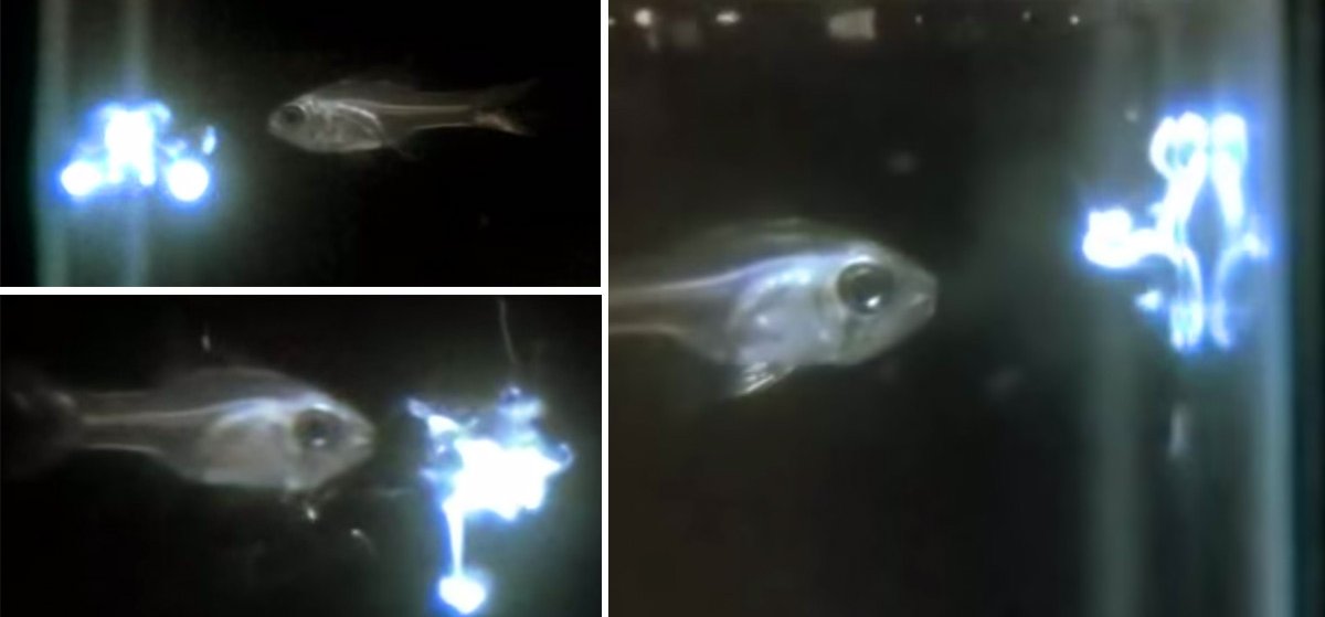 Találtak egy halat, amely fényt köp ki a száján, miközben eszik – videó