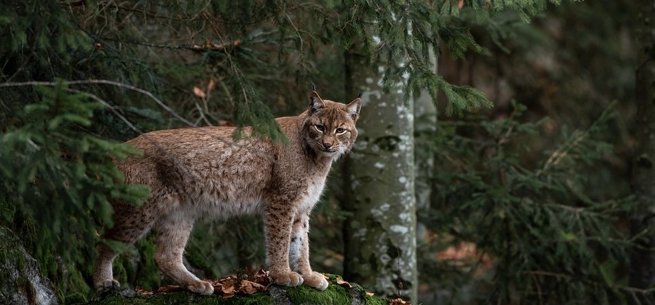 Európa legnagyobb ragadozó macskaféléje, a hiúz megjelenhet a magyar erdőkben – mutatjuk, hogy hol