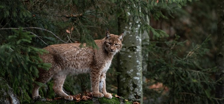 Európa legnagyobb ragadozó macskaféléje, a hiúz megjelenhet a magyar erdőkben – mutatjuk, hogy hol
