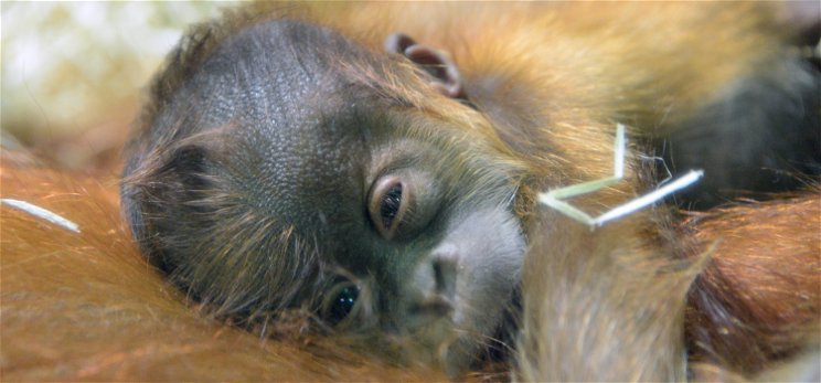 Különleges neve lett a budapesti állatkert orángután kölykének