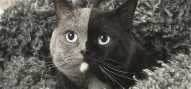 Kétarcú cicáknak születtek kölykeik: soha nem találnád ki, hogy néznek ki – fotó