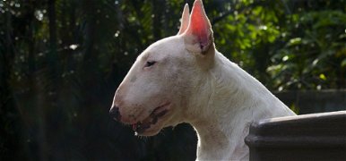 A világ hét legcsúnyább kutyája – videó