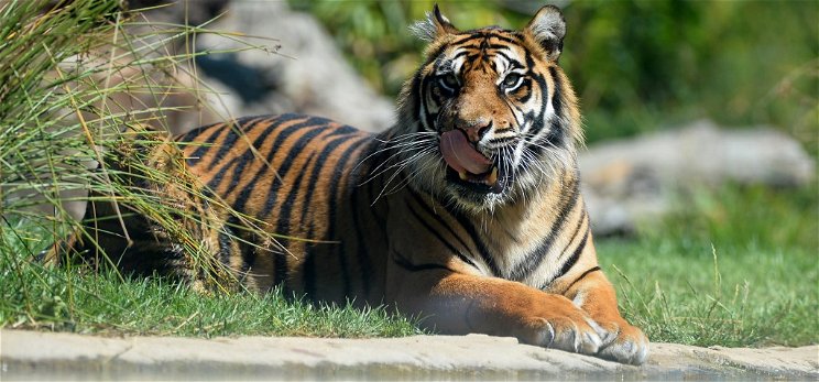 Csapdába esve találtak egy kihalás szélén álló szumátrai tigrist