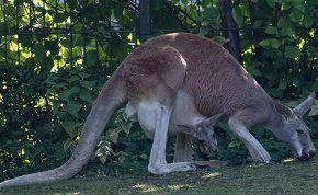 Szökésben: meglépett két kenguru a Miskolci Állatkertből