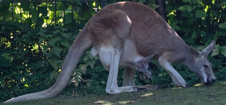 Szökésben: meglépett két kenguru a Miskolci Állatkertből