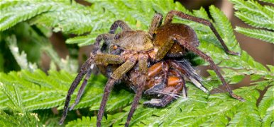 Kutyafejű pókot találtak a dzsungel mélyén – videó