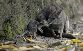 Megtalálták a Miskolci Állatkert kenguruit, de az egyik elpusztult