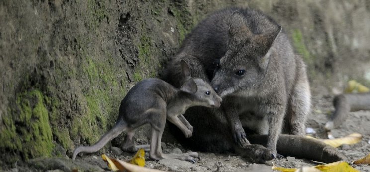 Megtalálták a Miskolci Állatkert kenguruit, de az egyik elpusztult