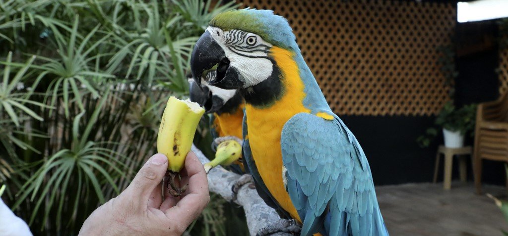 Egy hatalmas papagáj miatt szakadt félbe a meccs – videó