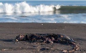 Mérgező anyag pusztított Kamcsatkánál, a vízi élővilág szinte teljesen kipusztult