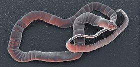 scolex szalagok széles q parazita